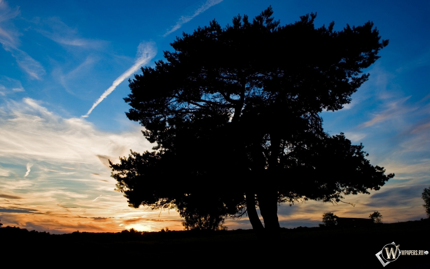 Деревья на закате 1440x900