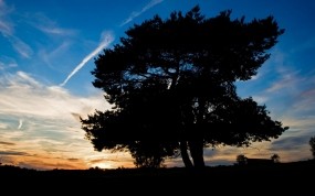 Обои Деревья на закате: Закат, Дерево, Небо, Природа