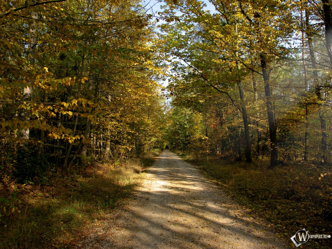 Осенняя тропа в лесу 1152x864
