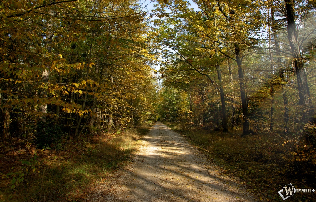 Осенняя тропа в лесу 1200x768
