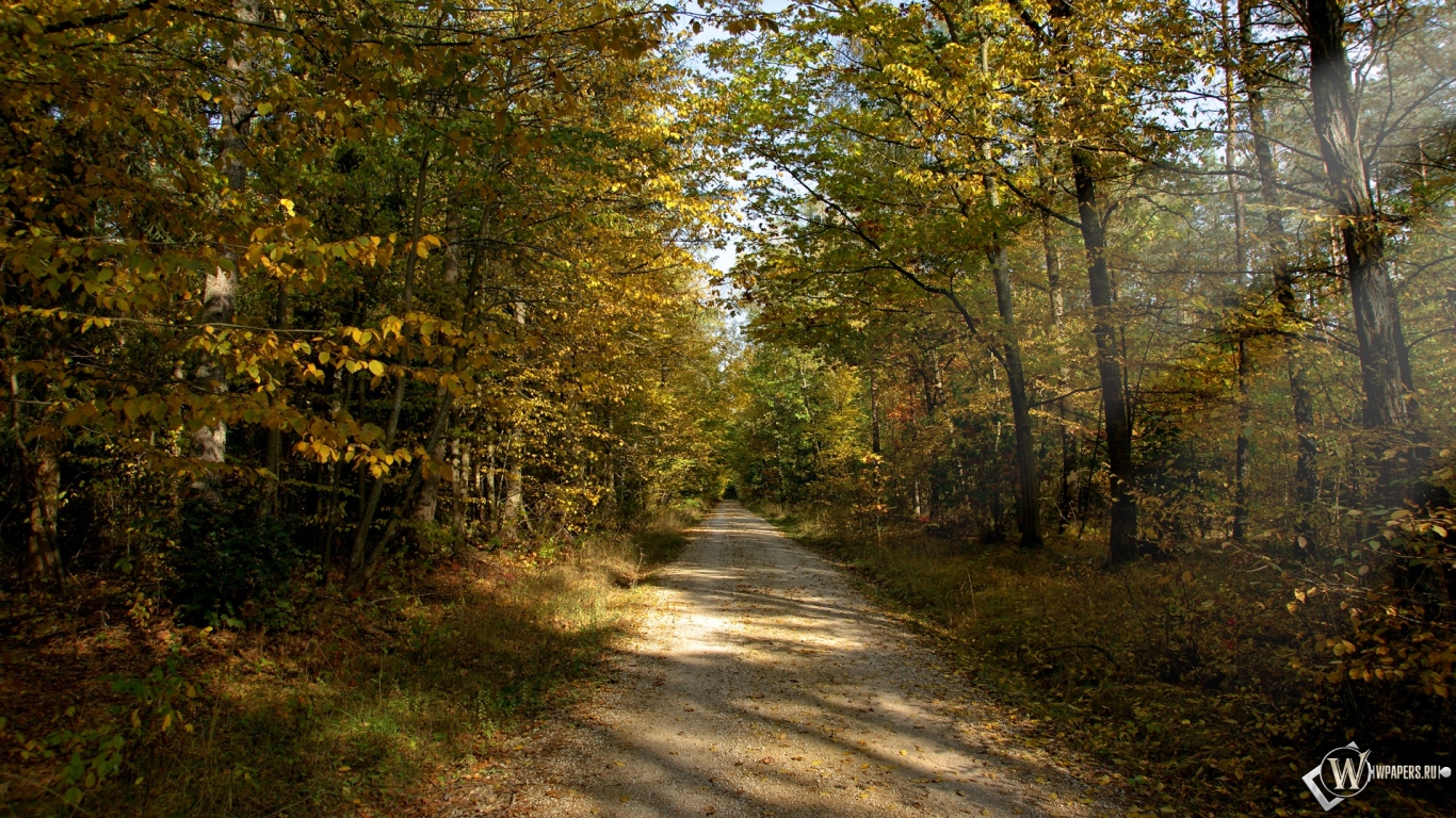 Осенняя тропа в лесу 1366x768