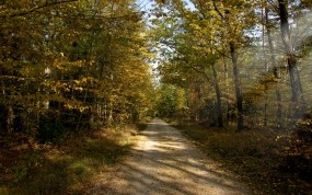 Обои Осенняя тропа в лесу: Дорога, Лес, Деревья, Осень, Природа