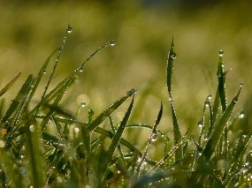 Обои Роса на траве: Роса, Трава, Лето, Утро, Природа