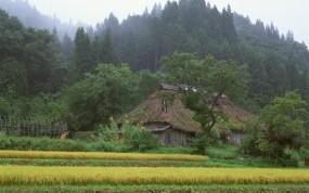 Обои Японская хижина в лесу: Лес, Дом, Япония, Природа