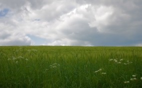Обои Дождь на поле: Облака, Дождь, Поле, Природа