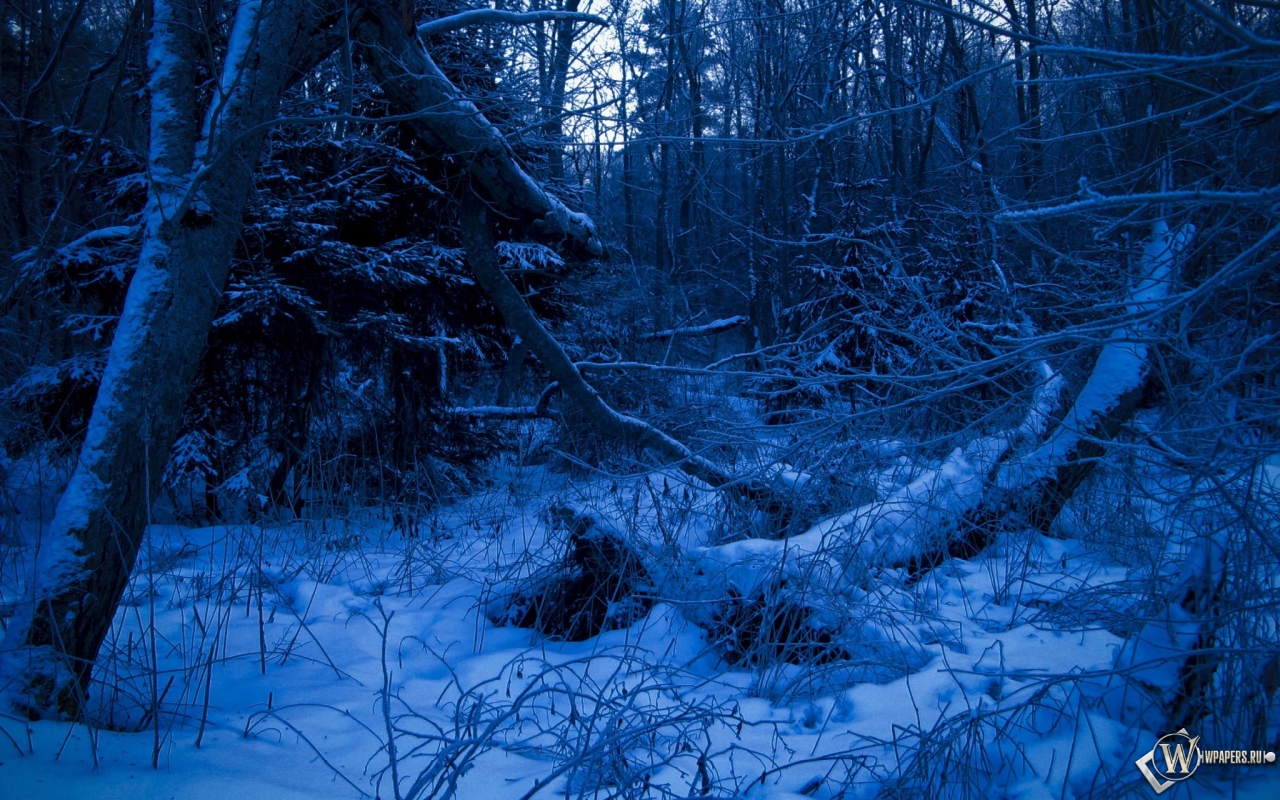Синий лес 1280x800