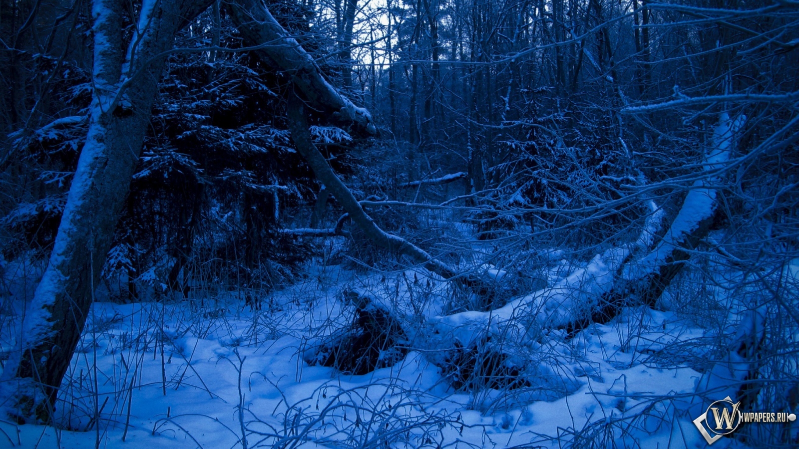 Синий лес 1600x900