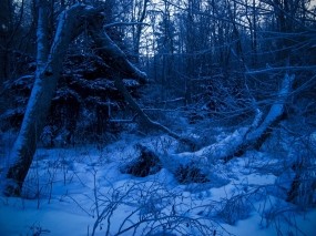 Обои Синий лес: Зима, Лес, Синий, Природа