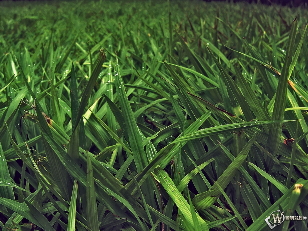 Зелёная трава 1024x768