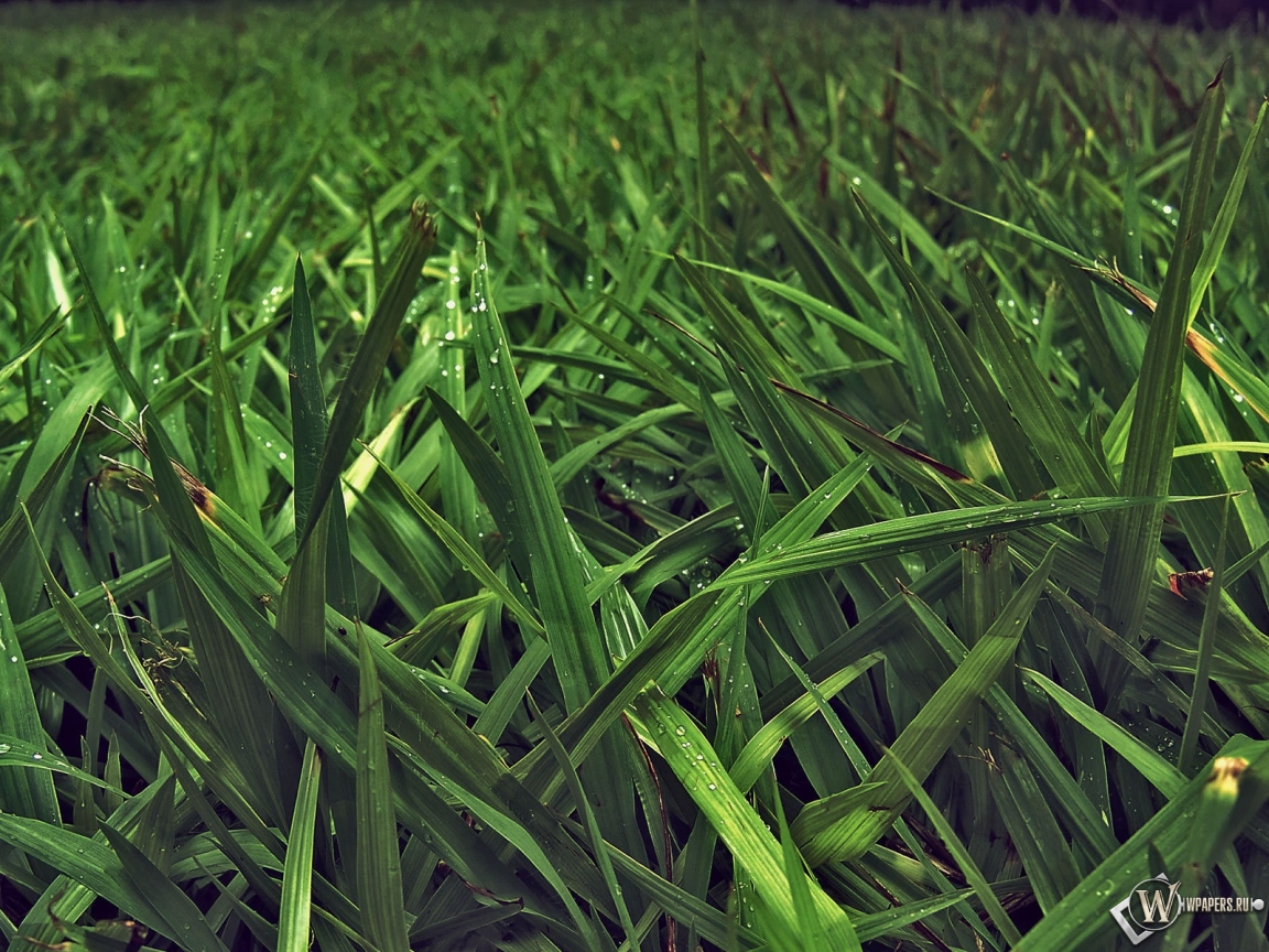 Зелёная трава 1152x864