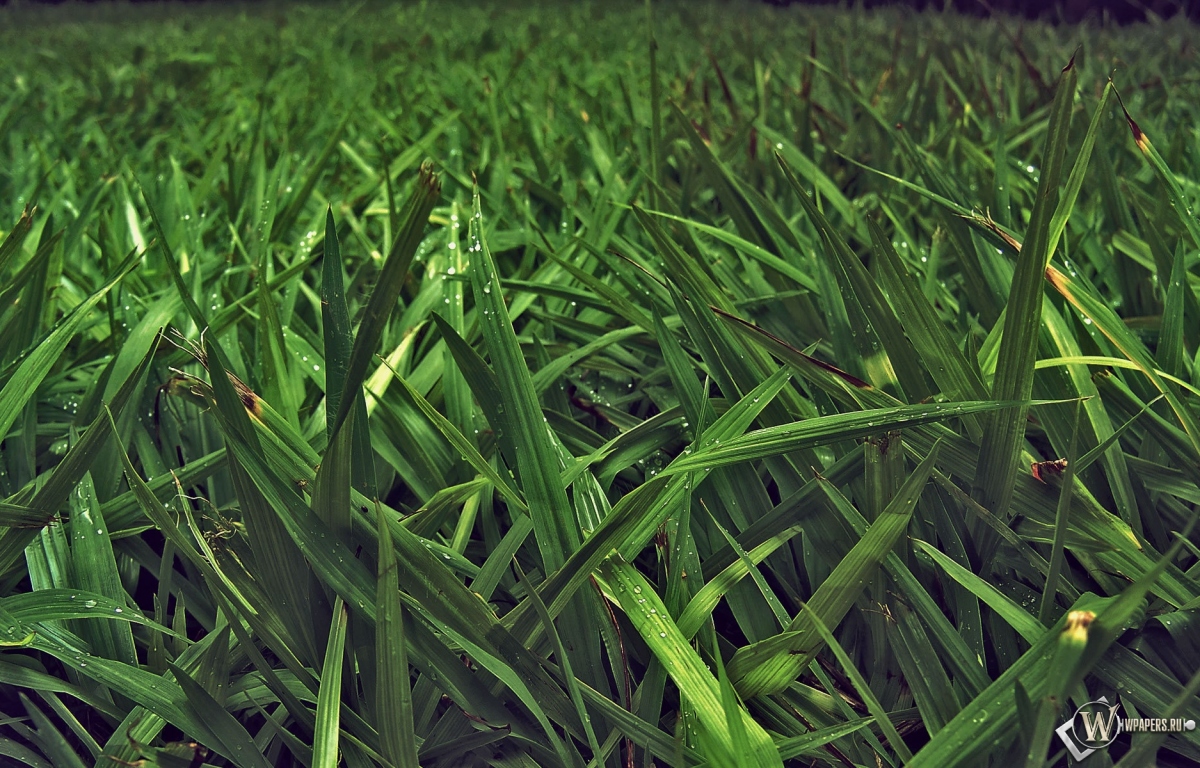 Зелёная трава 1200x768