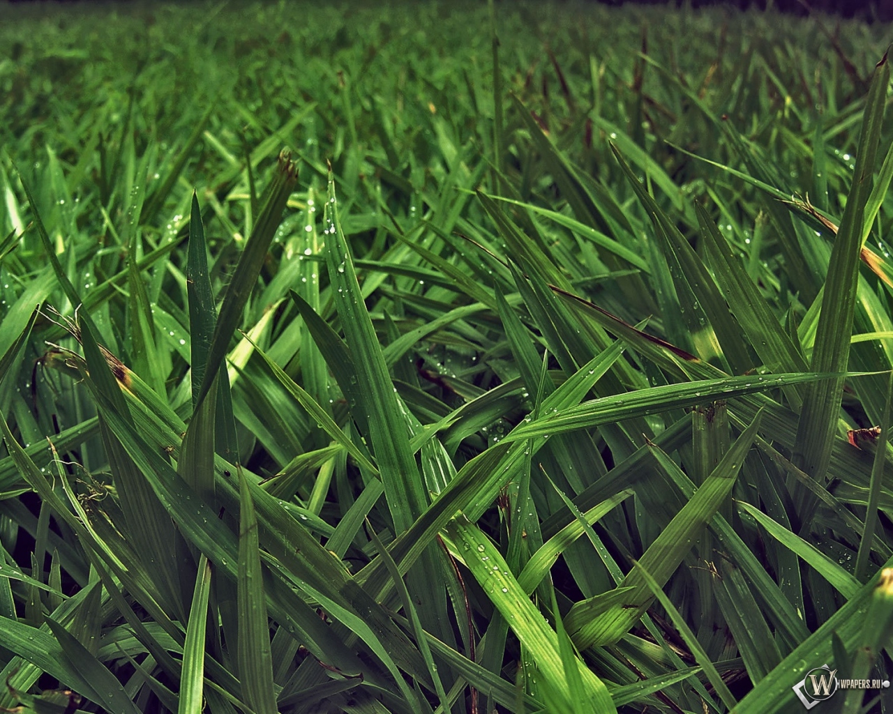 Зелёная трава 1280x1024
