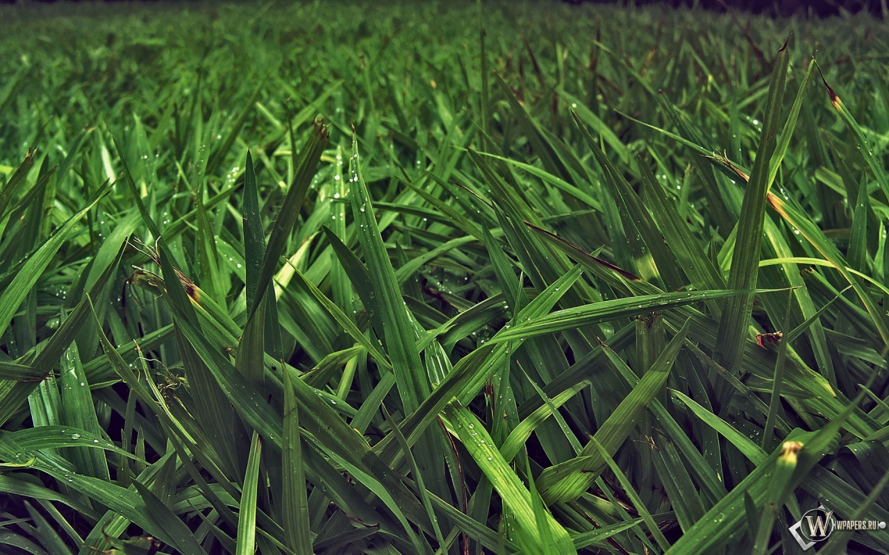 Зелёная трава 1280x800