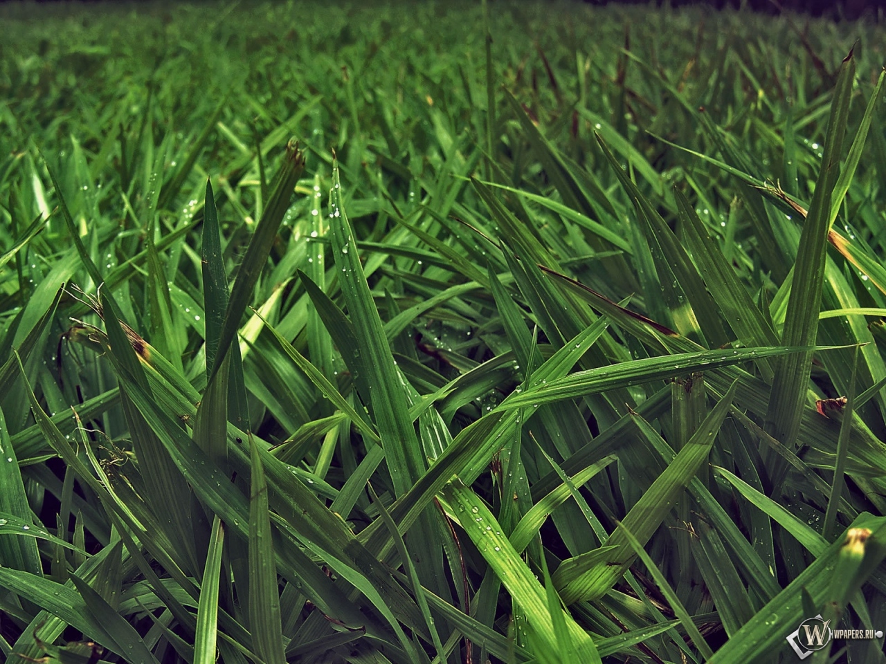Зелёная трава 1280x960