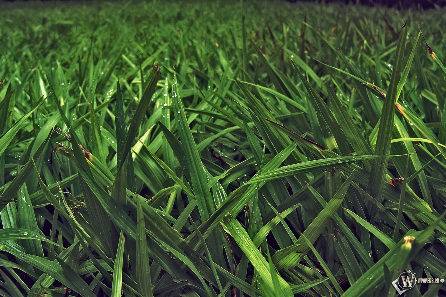 Зелёная трава 1500x1000
