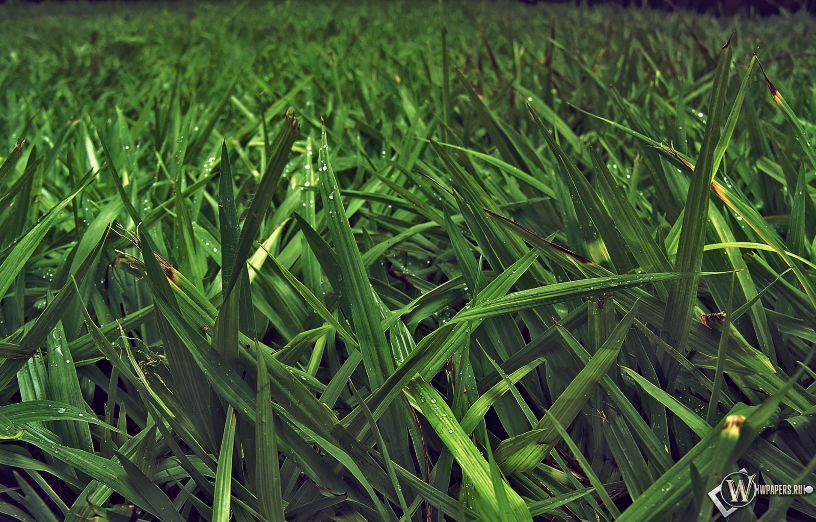 Зелёная трава 1600x1024