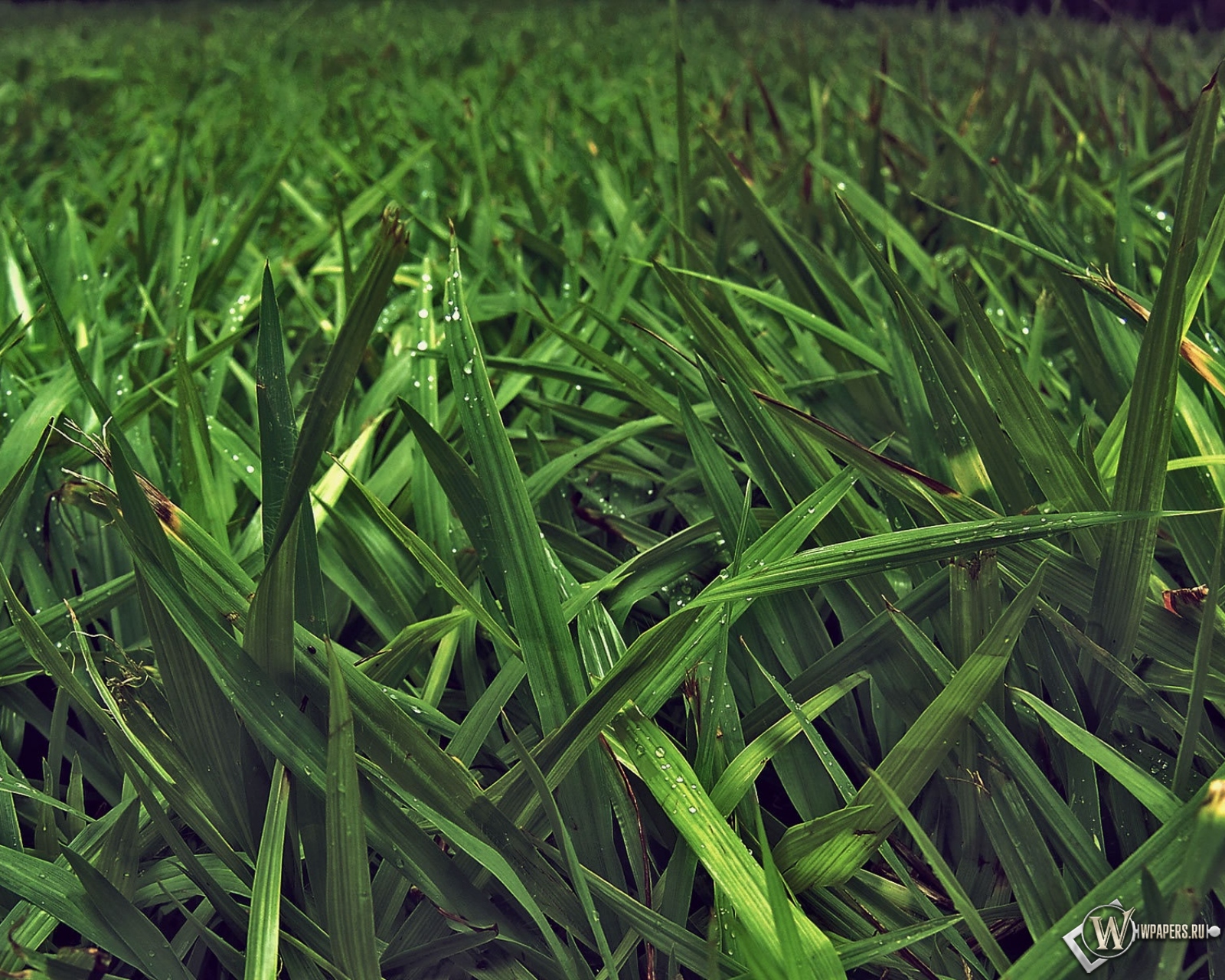 Зелёная трава 1600x1280