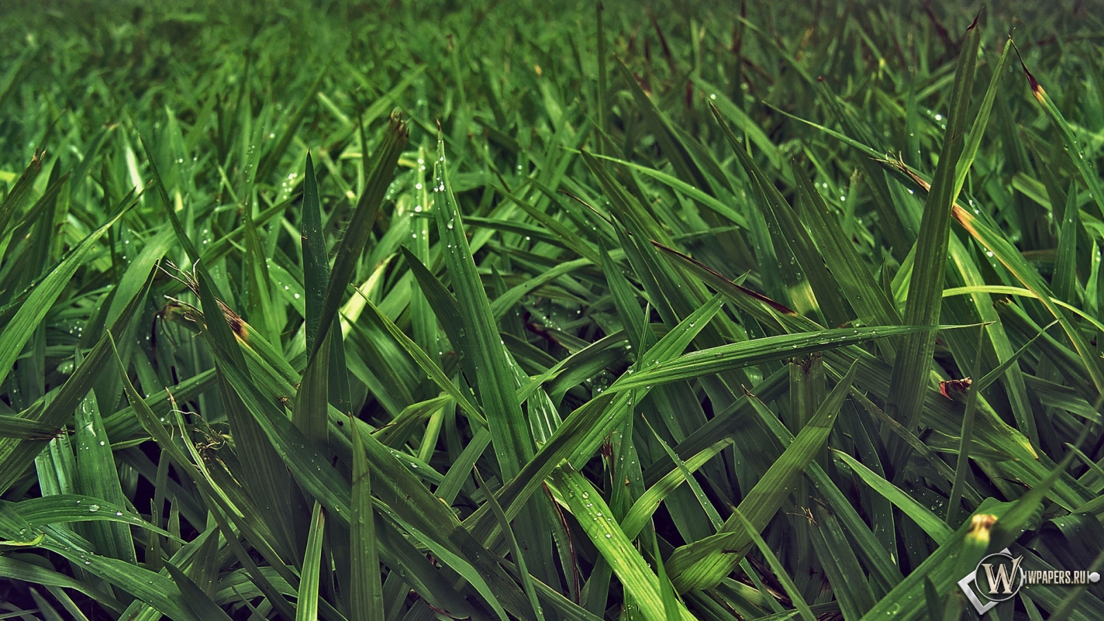 Зелёная трава 1600x900