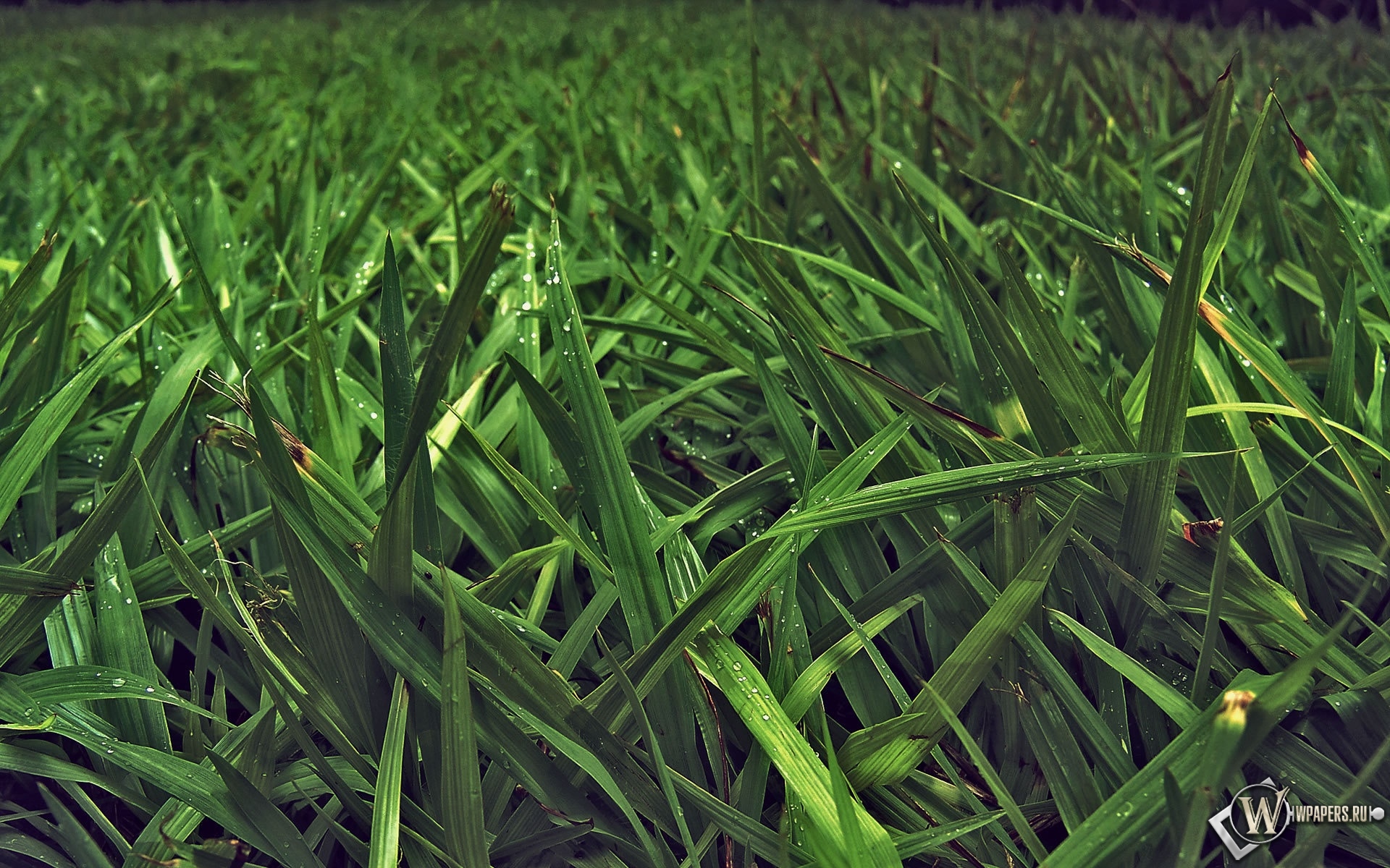 Зелёная трава 1920x1200