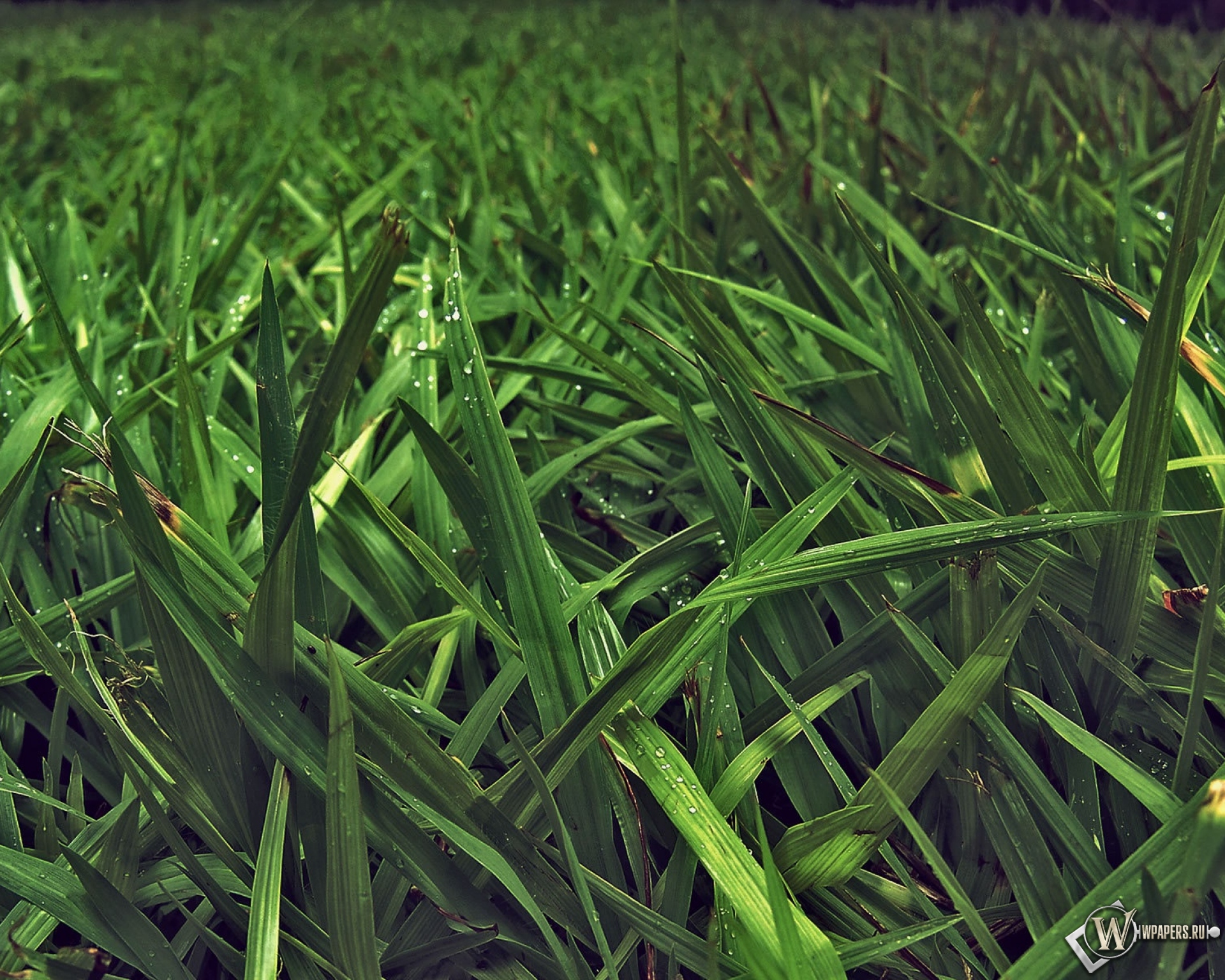 Зелёная трава 1920x1536