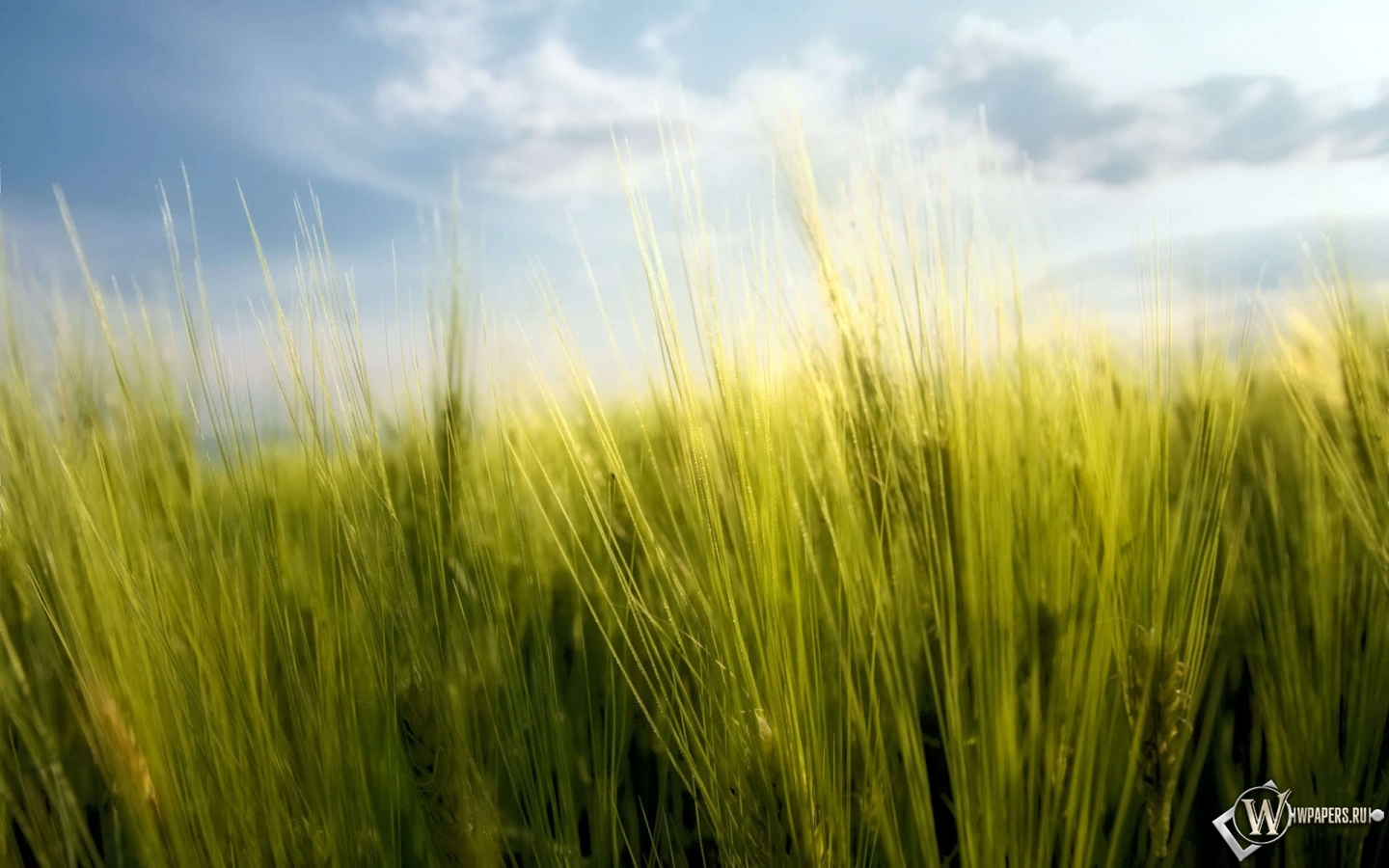 Весенняя пшеница 1440x900