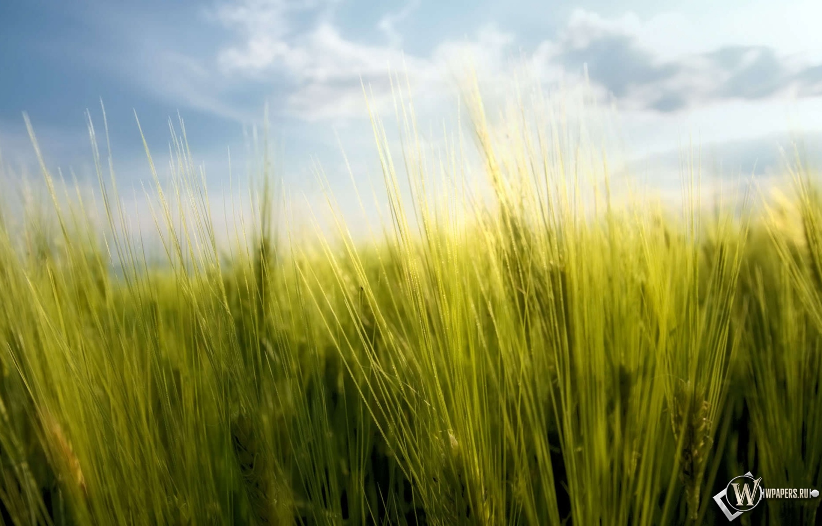 Весенняя пшеница 1600x1024