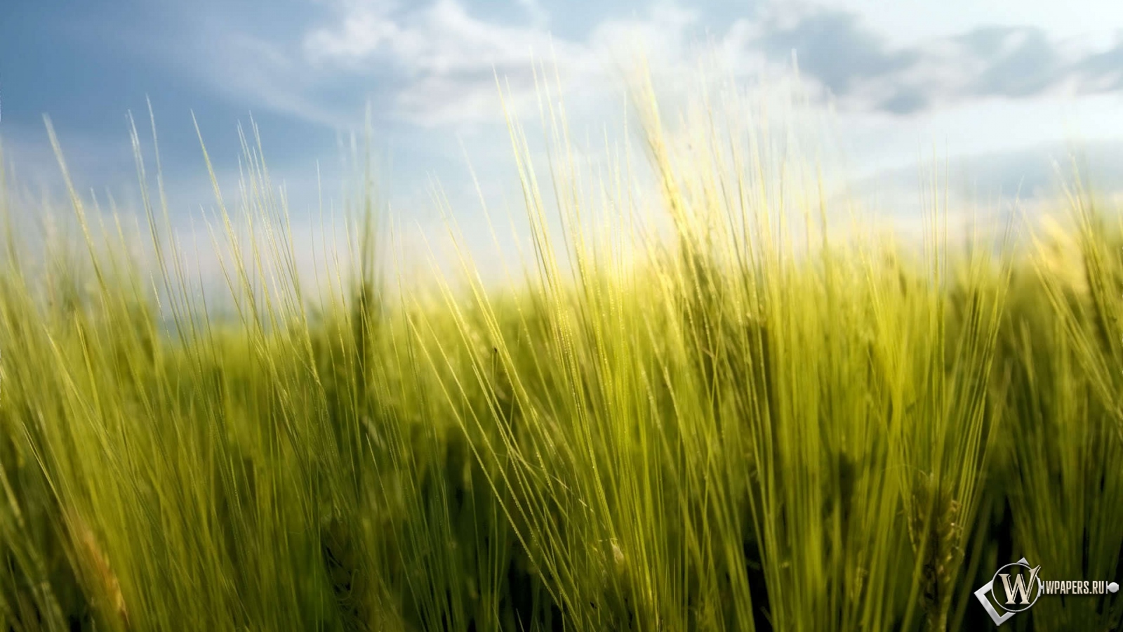 Весенняя пшеница 1600x900