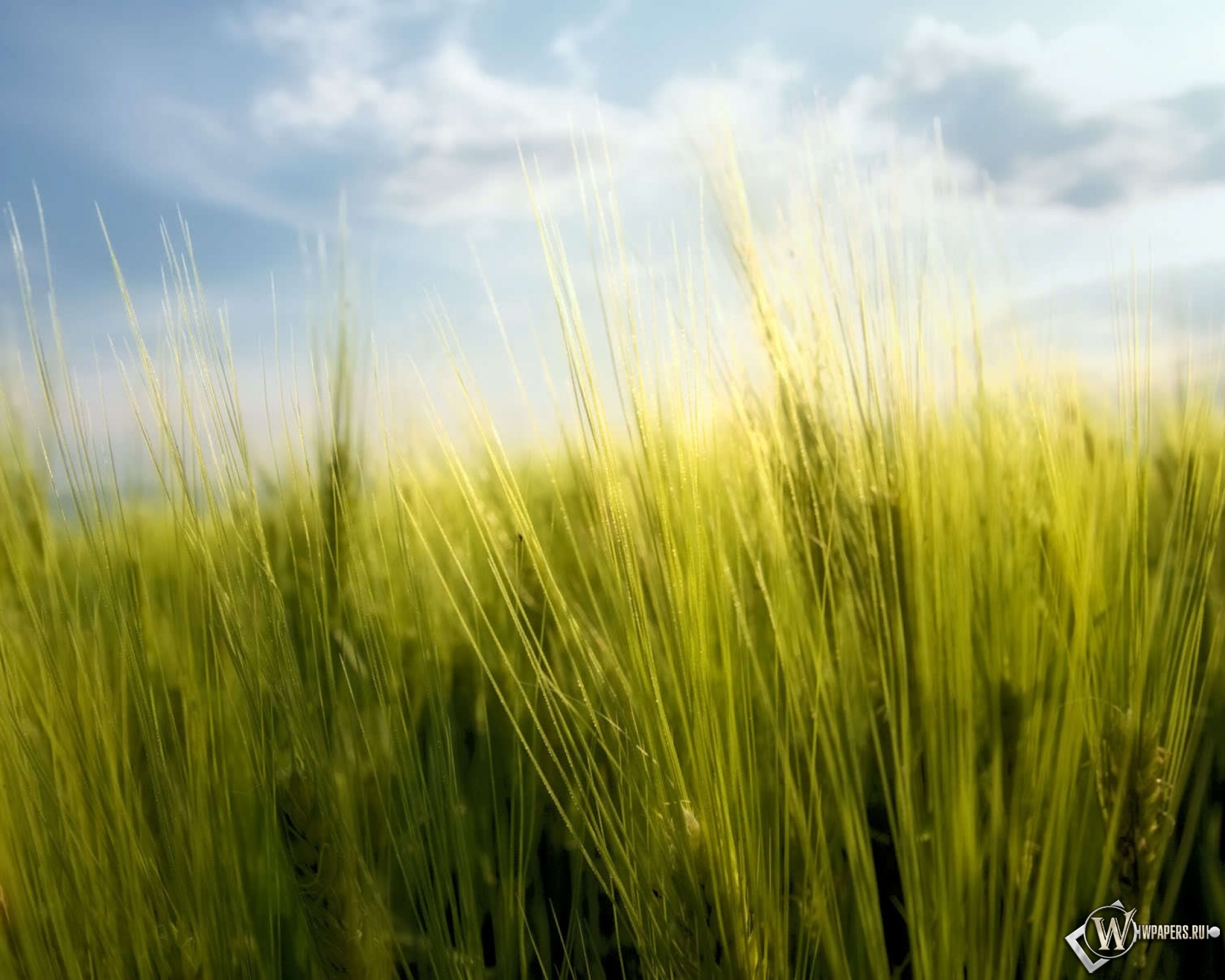 Весенняя пшеница 1920x1536