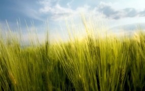 Обои Весенняя пшеница: Зелень, Трава, Небо, Весна, Природа