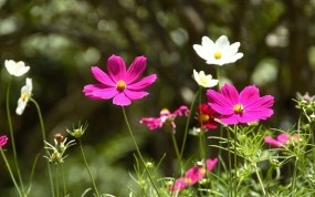 Обои Весенние цветы: Поле, Цветы, Весна, Природа