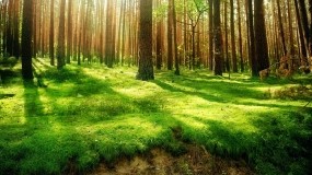 Обои Под пологом леса: Лес, Деревья, Сосны, Трава, Природа