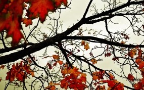 Обои Красная осень: Деревья, Осень, Небо, Листья, Оранжевый, Природа