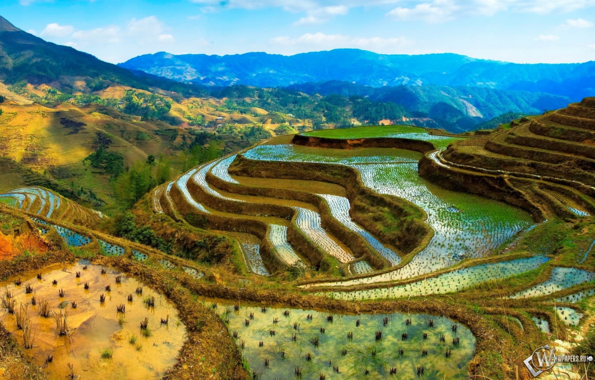 Рисовые поля в Китае 1200x768