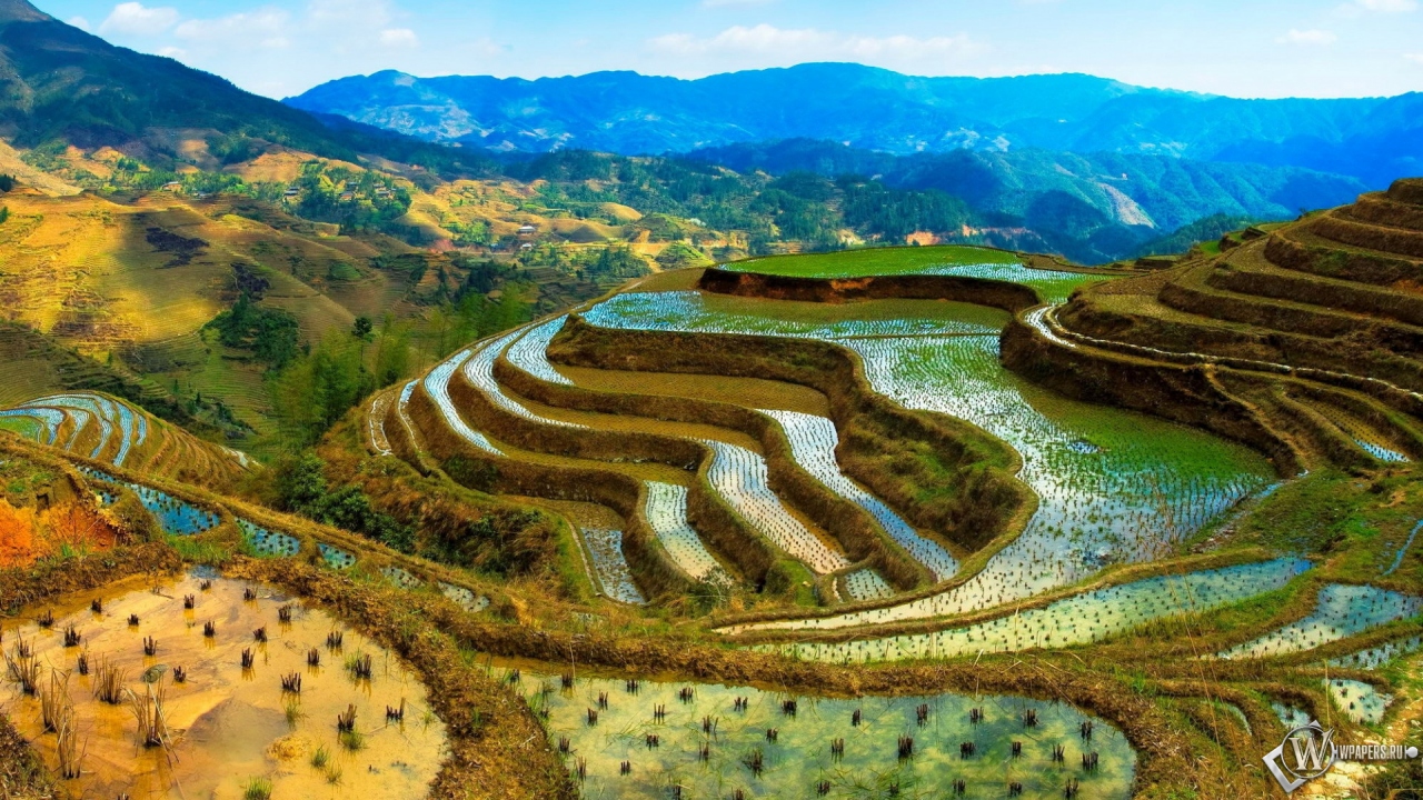 Рисовые поля в Китае 1280x720