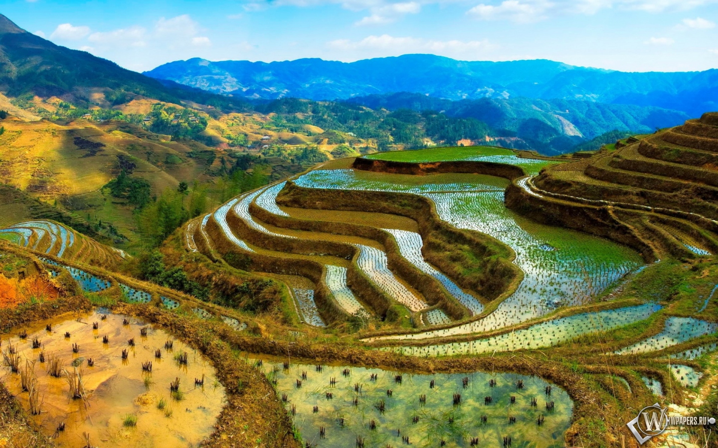 Рисовые поля в Китае 1440x900