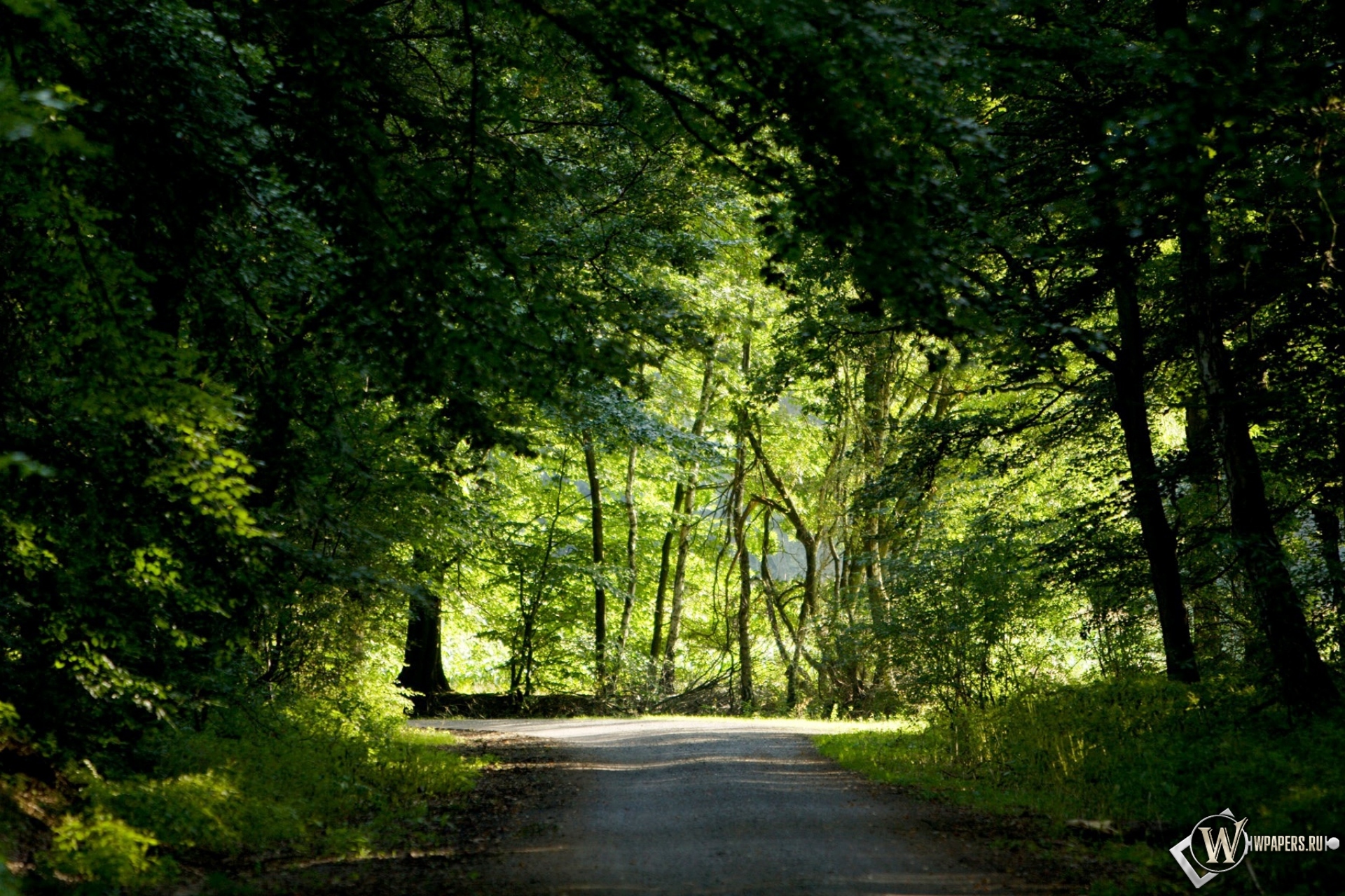 Forest background. Природа. Тропинка в лесу. Фон природа. Фон леса.