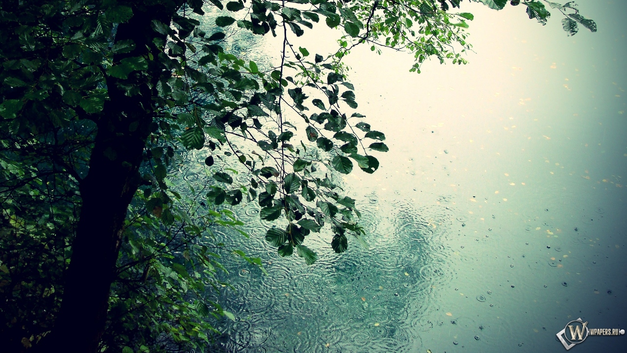 Дождь в лесу 1280x720