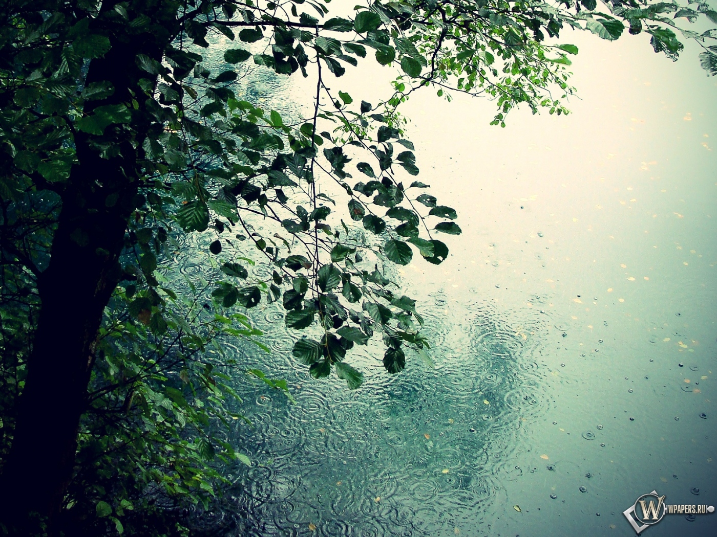 Картинки на рабочий стол дождь в лесу