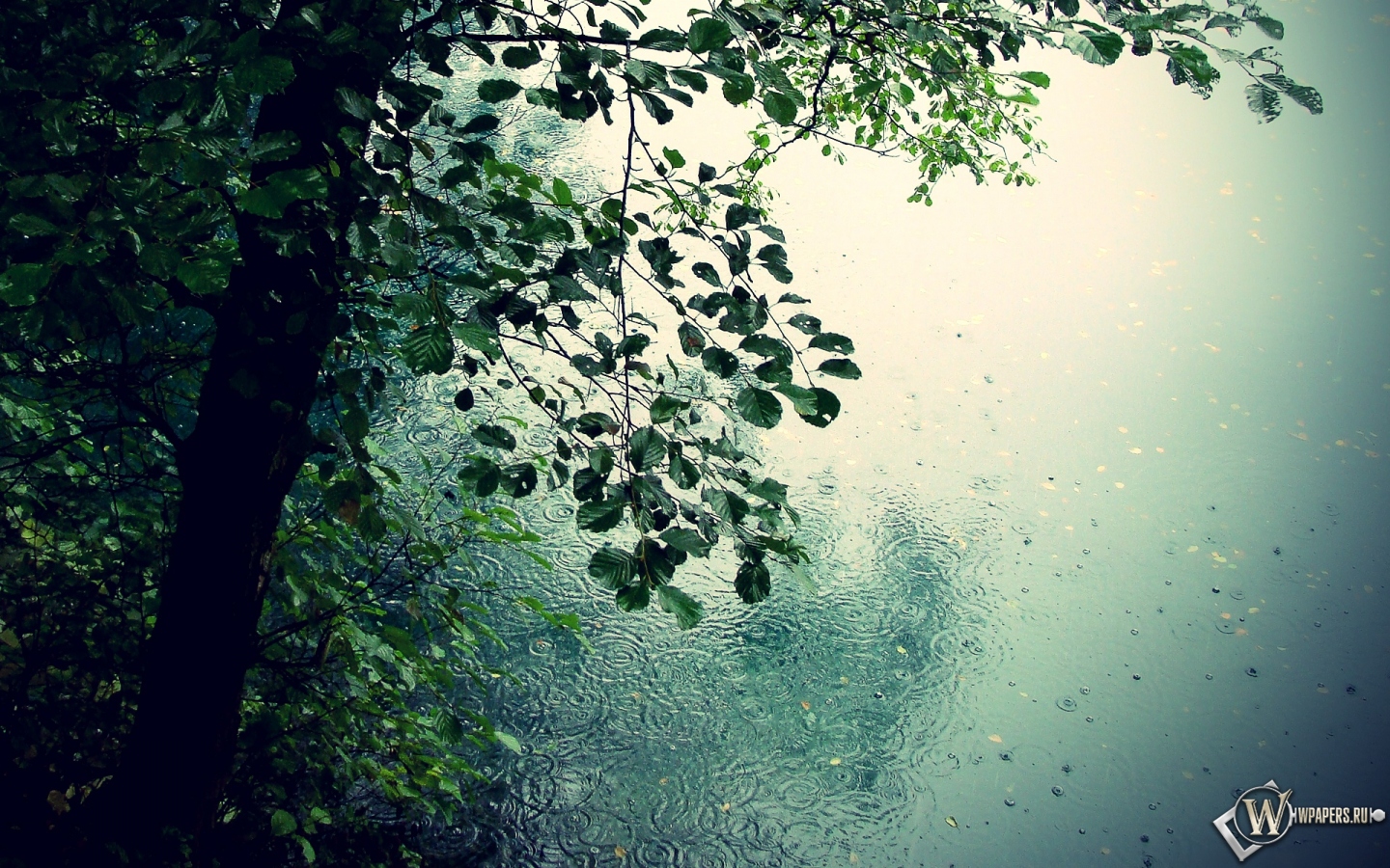 Дождь в лесу 1440x900