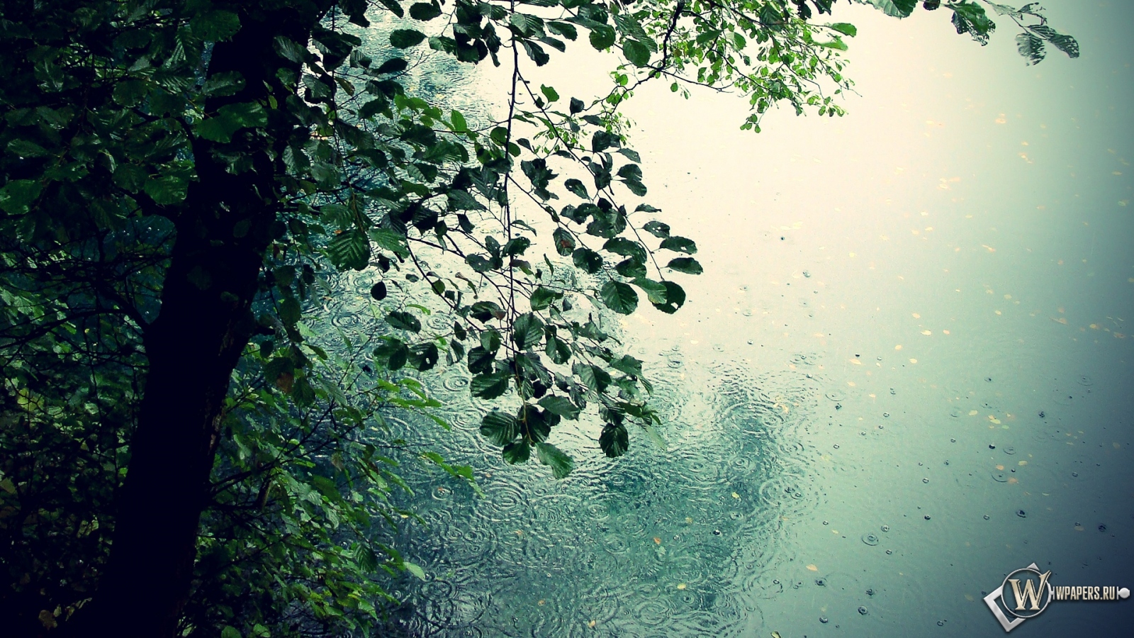 Дождь в лесу 1600x900