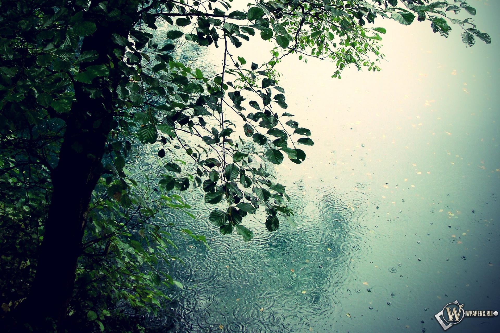 Дождь в лесу 1920x1280