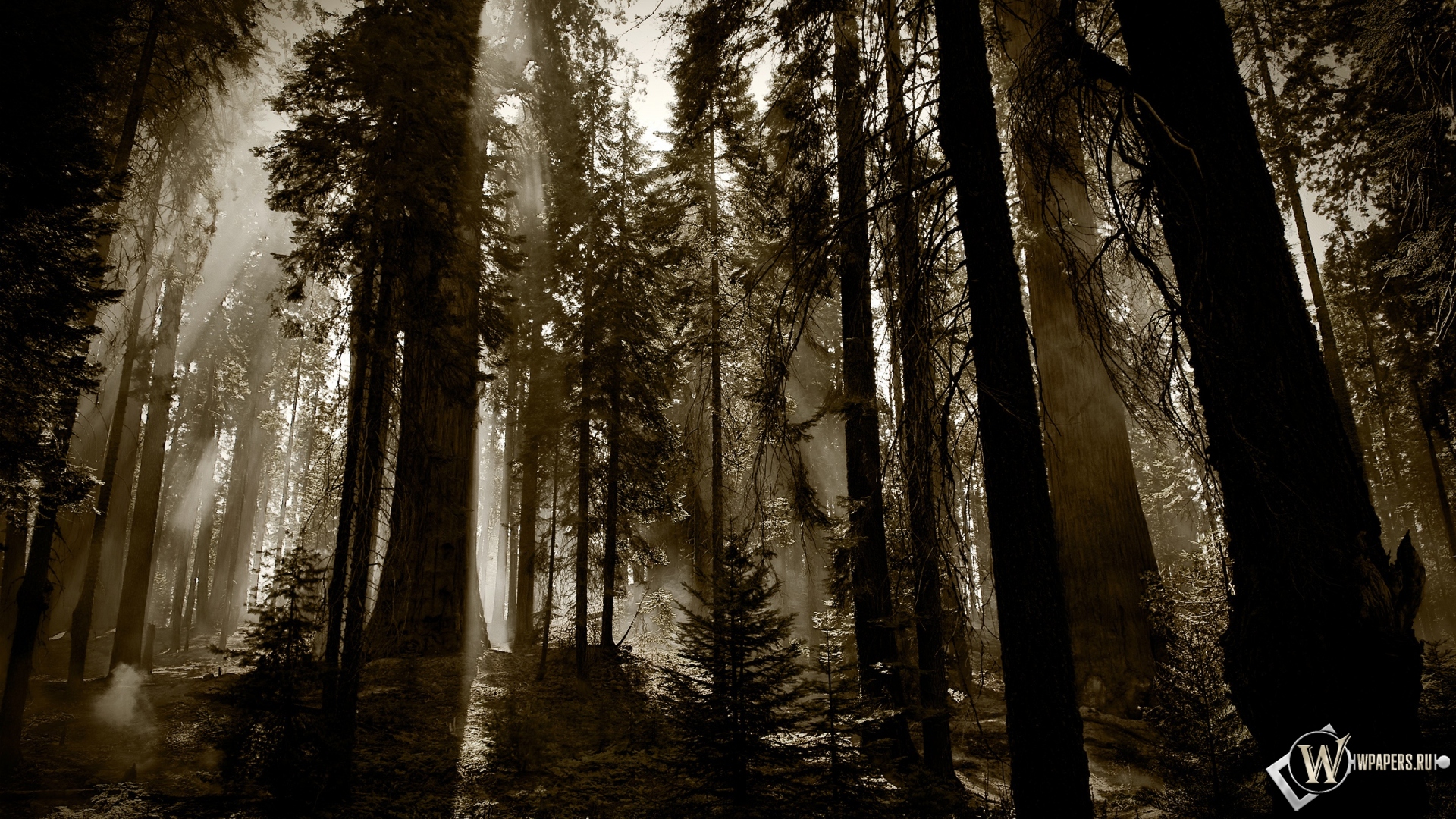 Деревья в тумане 1920x1080