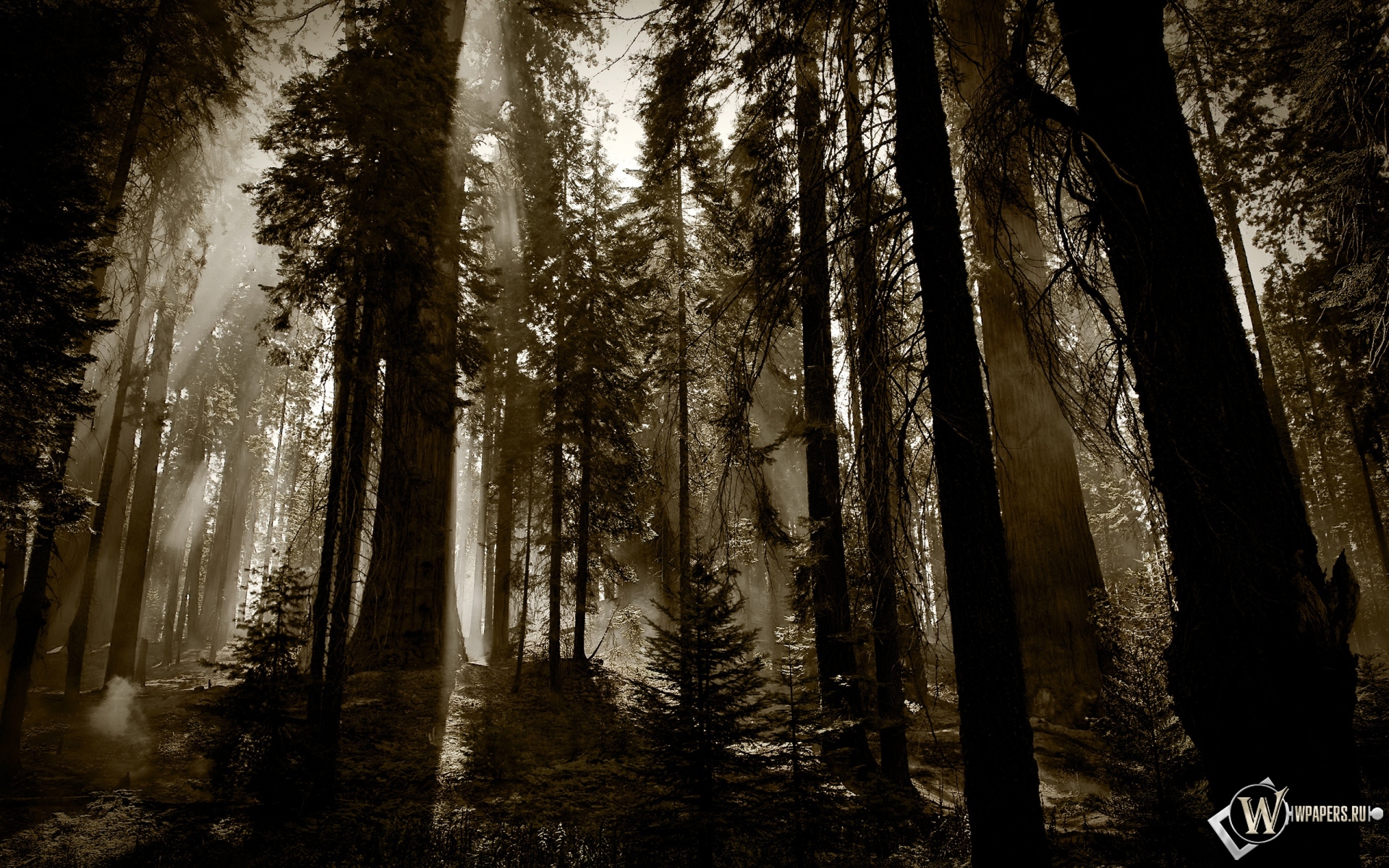 Деревья в тумане 1920x1200