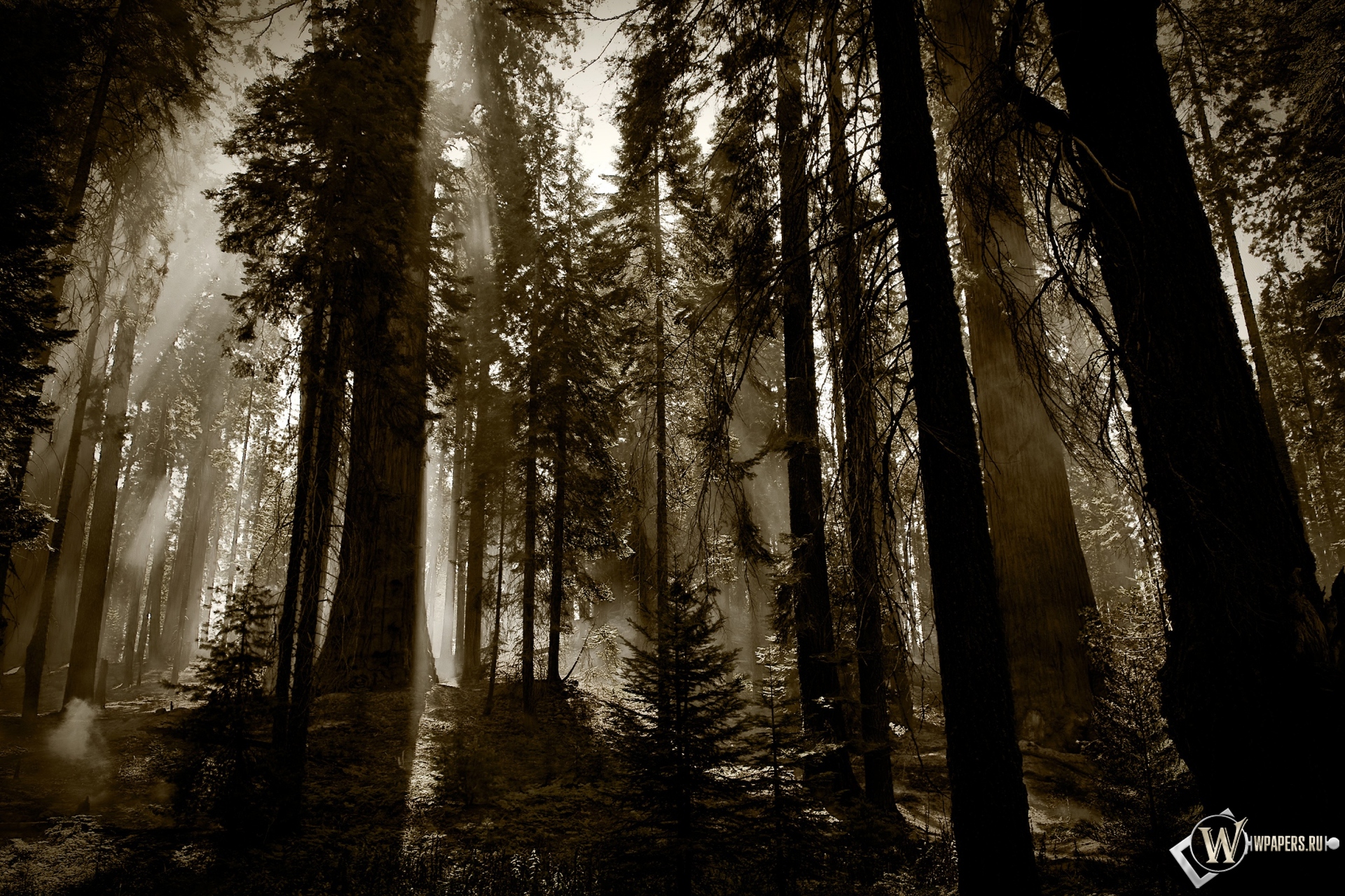 Деревья в тумане 1920x1280