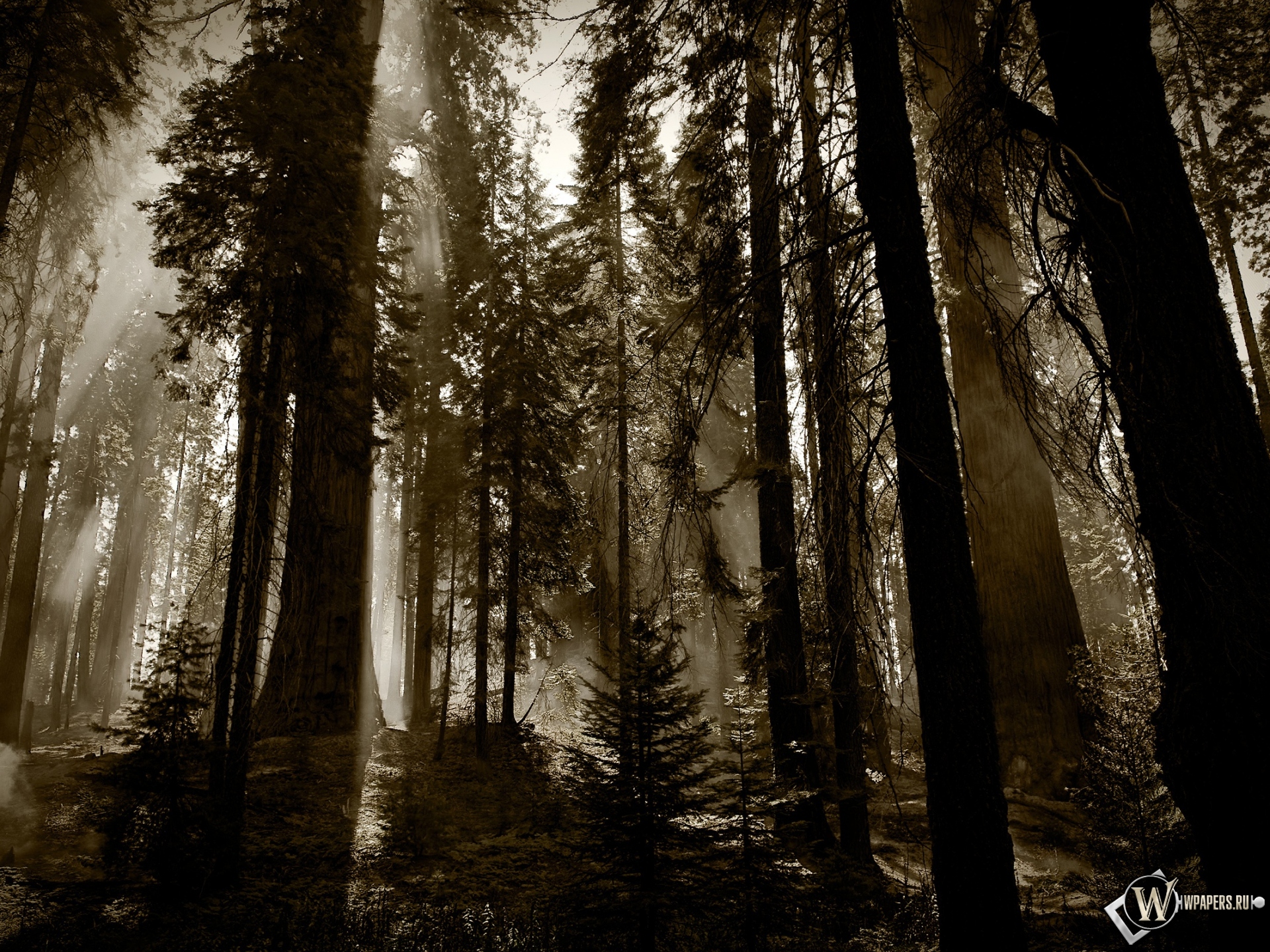 Деревья в тумане 1920x1440
