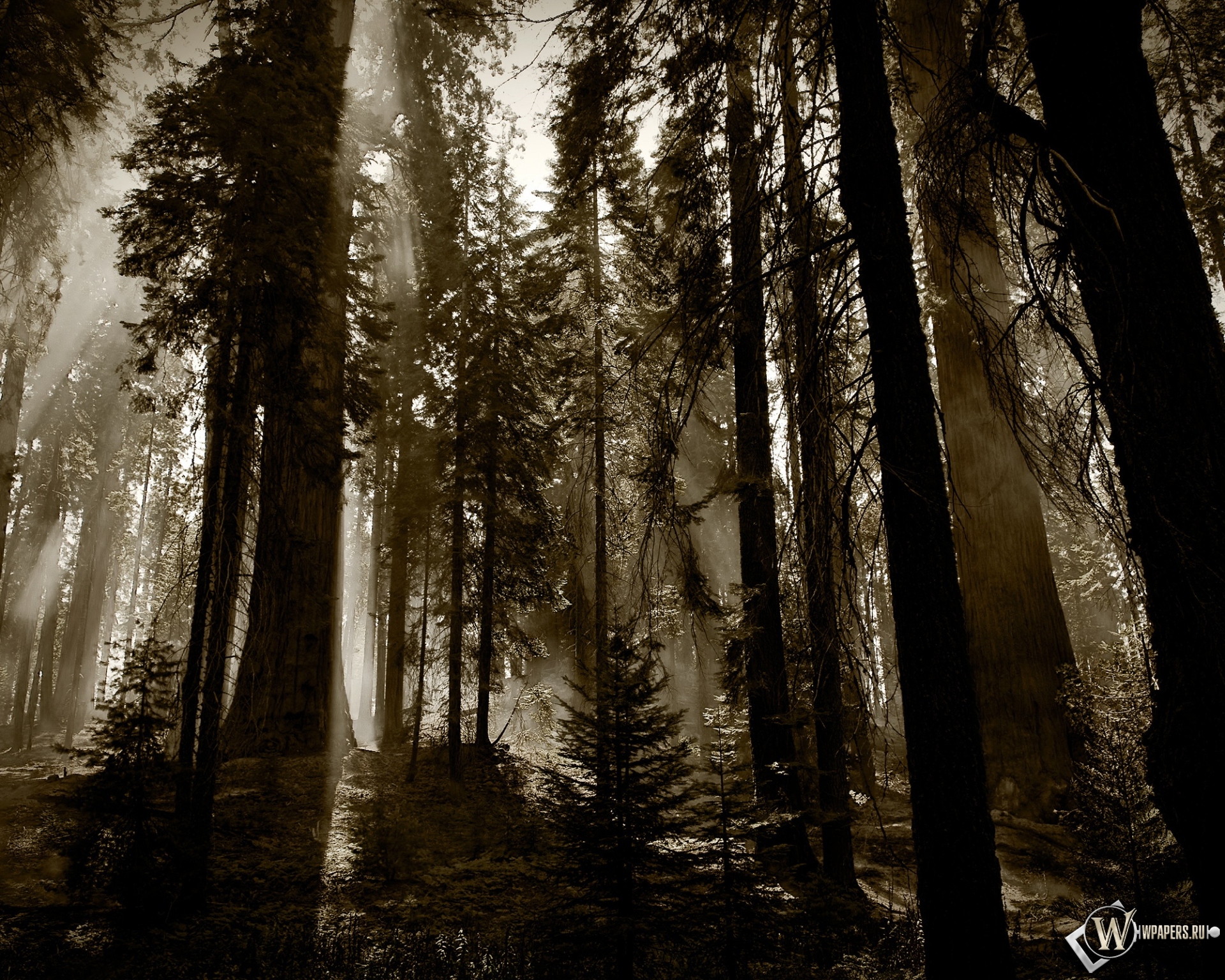Деревья в тумане 1920x1536