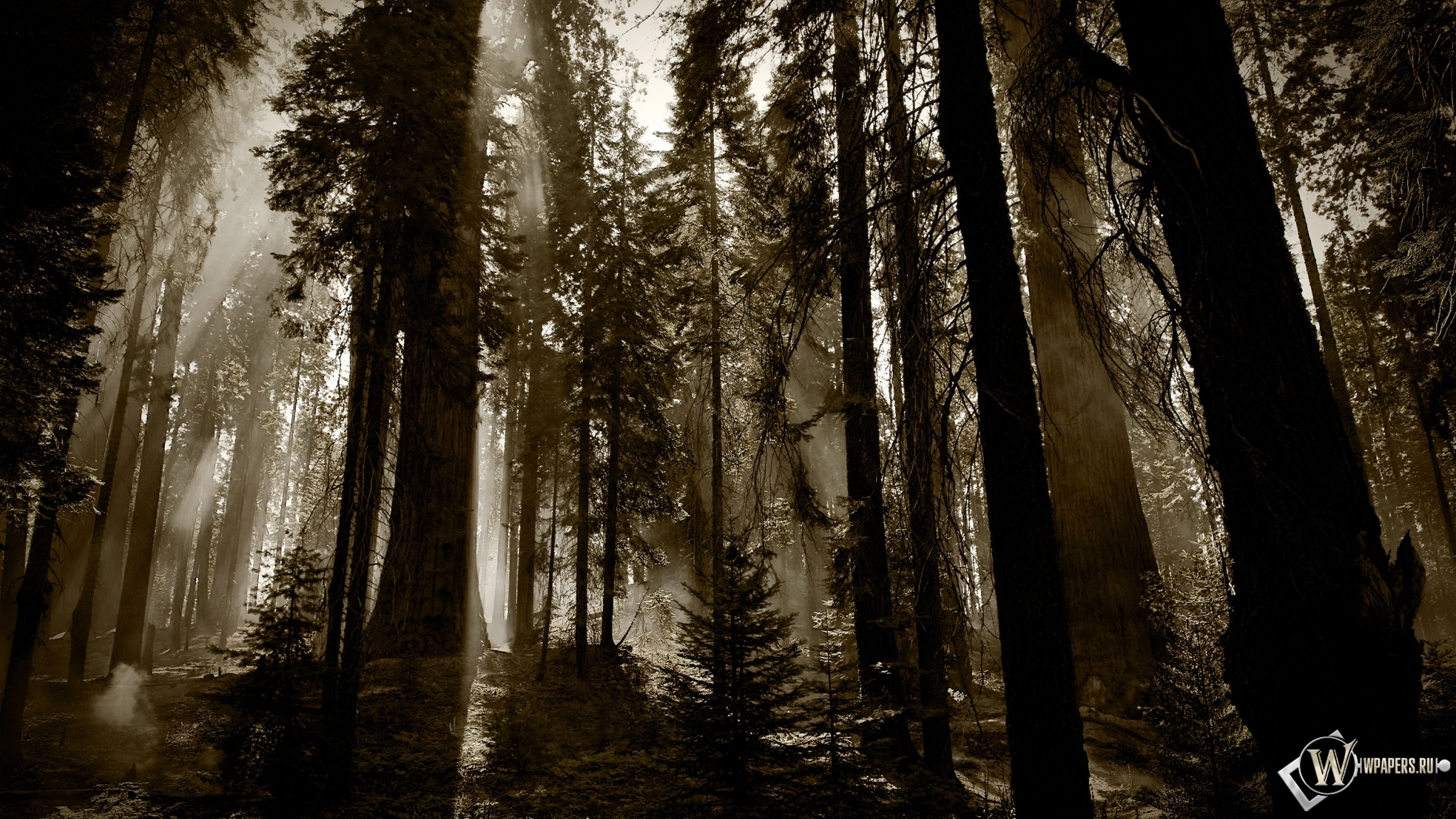 Деревья в тумане 2048x1152