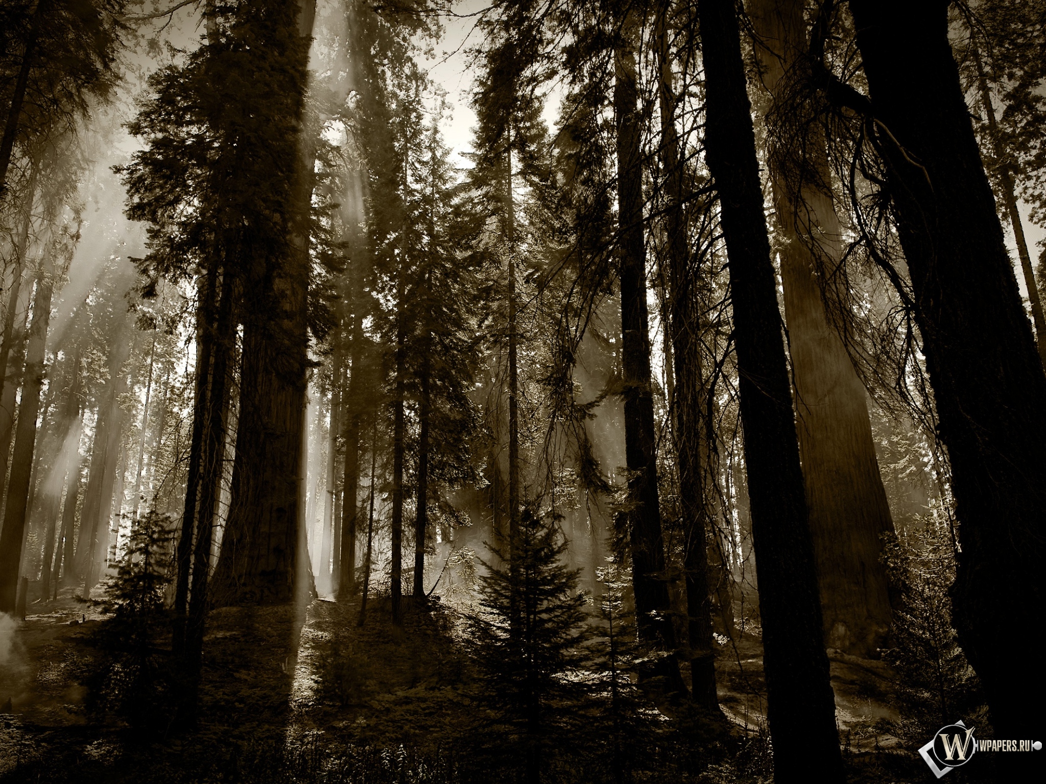 Деревья в тумане 2048x1536