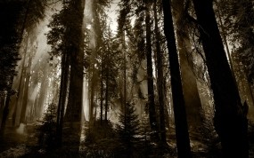 Обои Деревья в тумане: Лес, Деревья, Туман, Природа