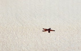 Обои Морская звезда: Пляж, Песок, Звезда, Природа